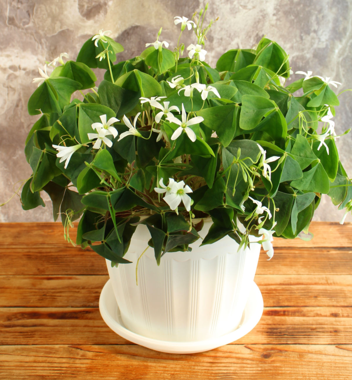 A green oxalis plant with white flowers in a white pot.