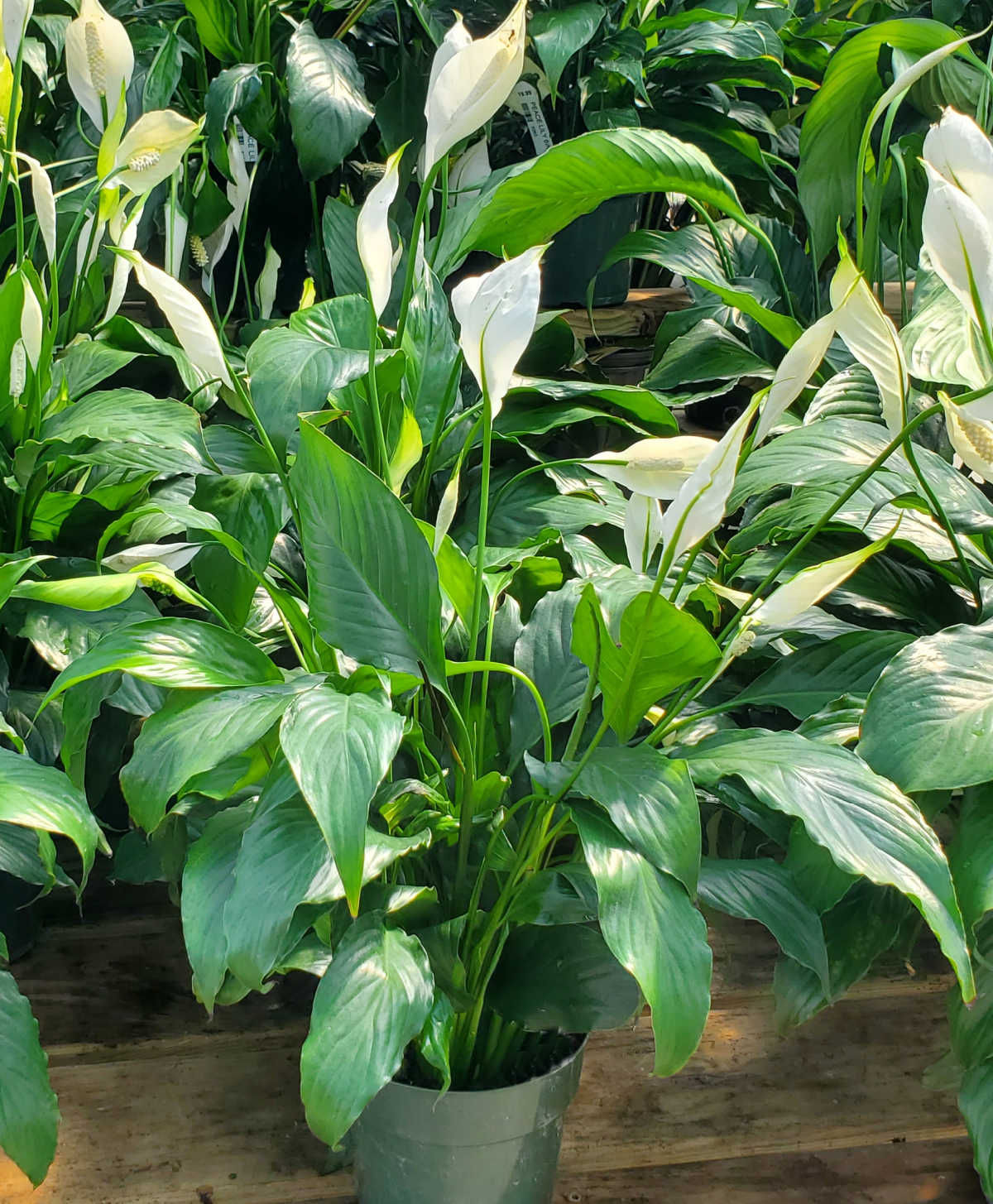 A peace lily plant with white flowers in a black pot.
