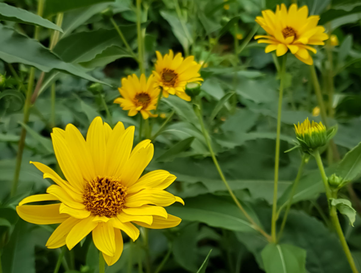 Perennial sunflowers - perennials that bloom in fall.