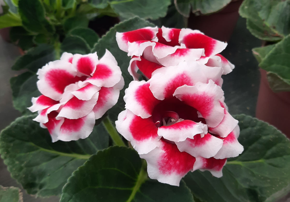 A close up of bright pink and white gloxinia flowers.