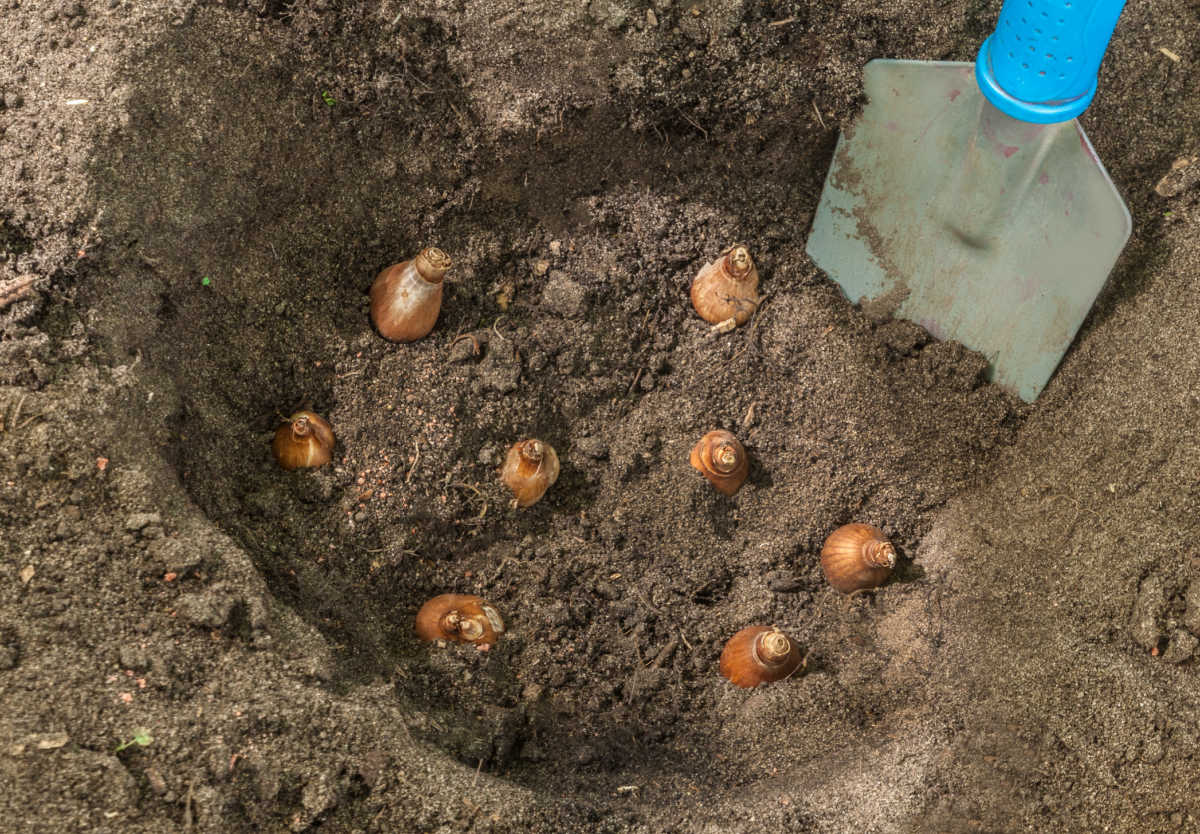 Soil worked with a spade showing planting bulbs in fall for spring blooms.