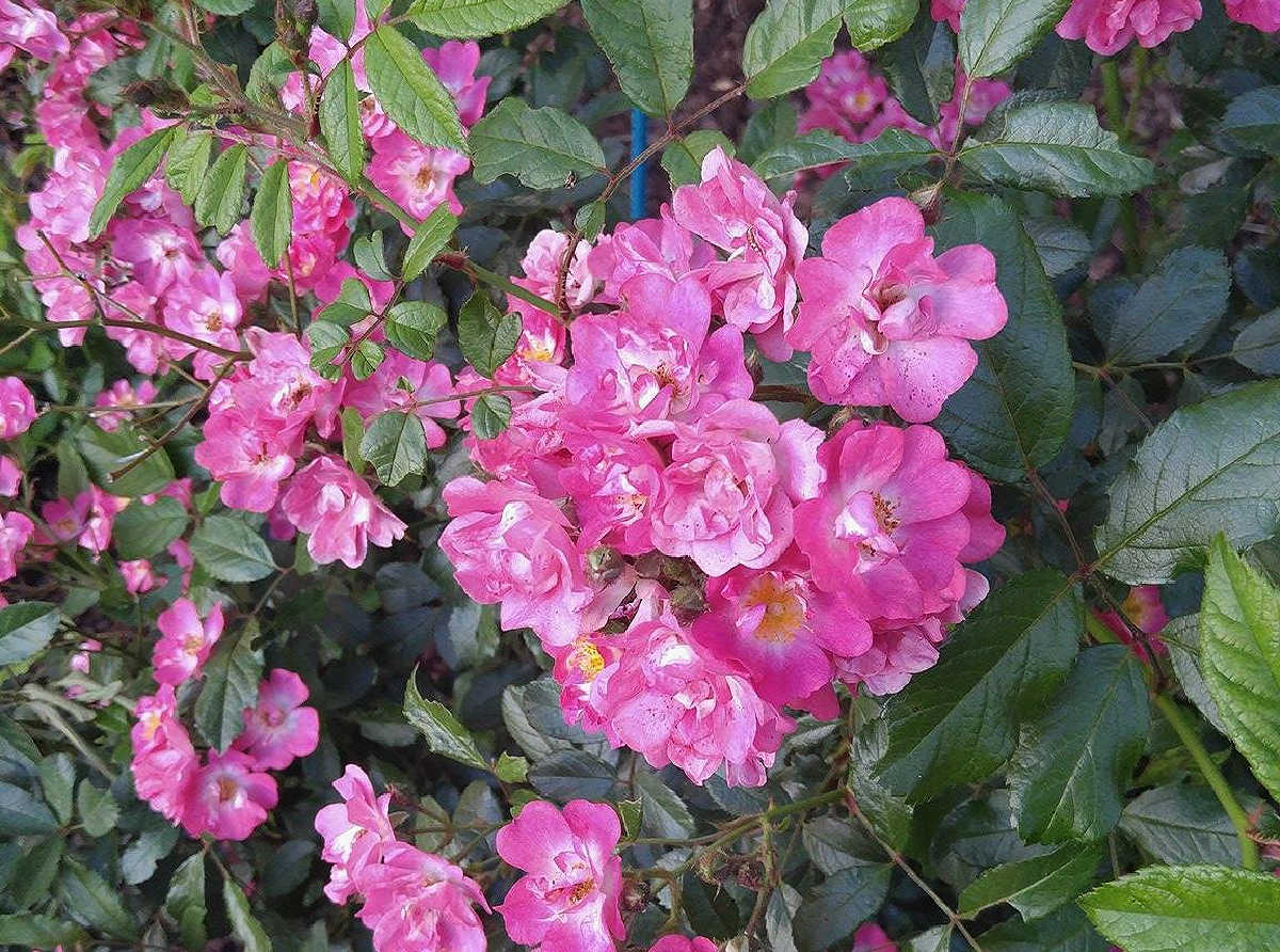 The flowers of a reblooming shrub rose in fall.