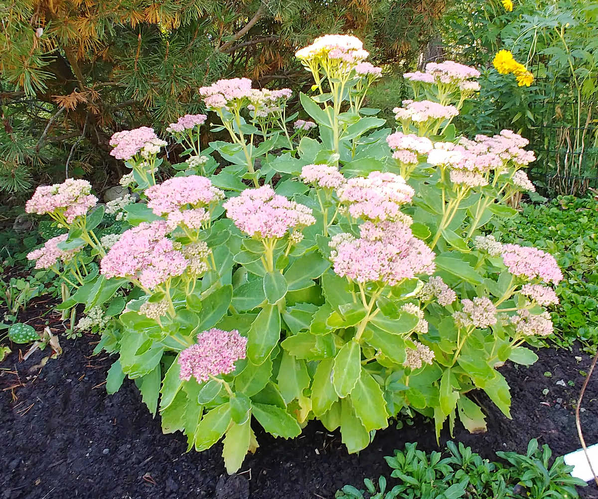 Sedum Autumn Joy - a fall flowering plant with clusters of pink flowers.
