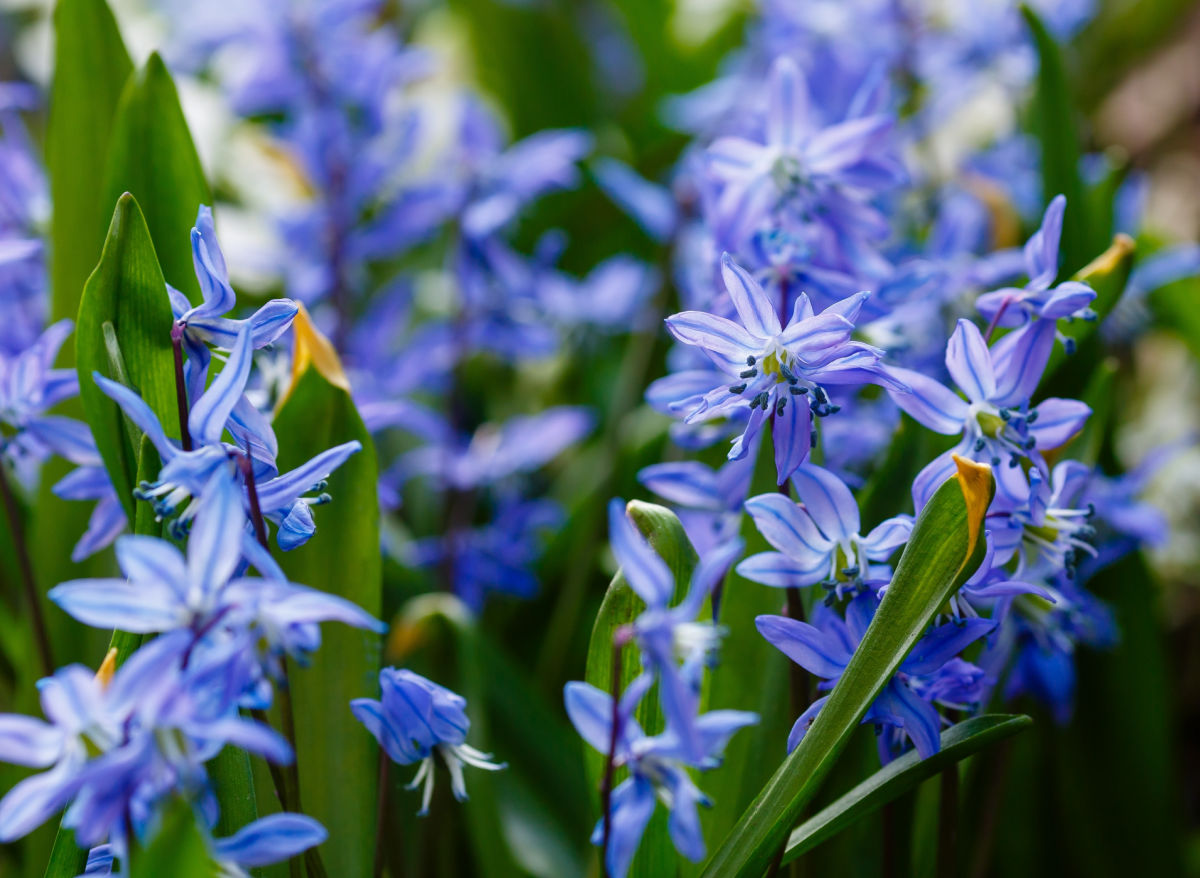 Clusters of Siberian squill flowers in full bloom.