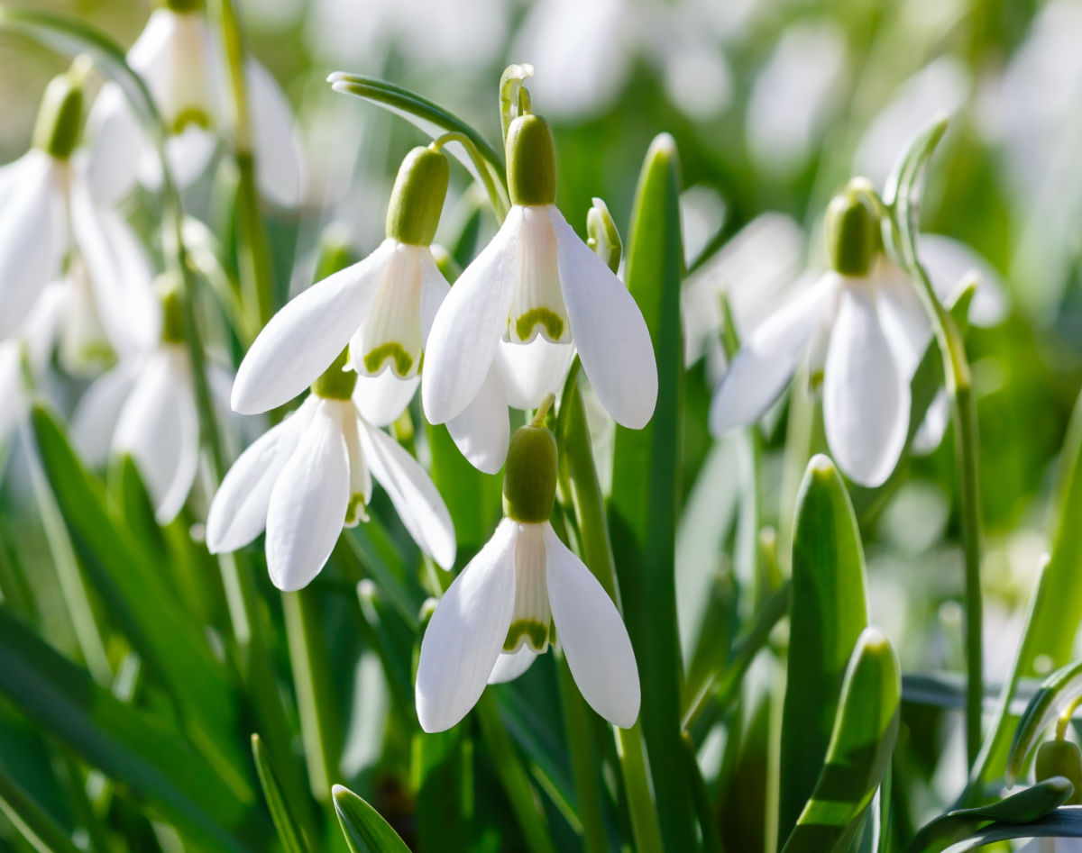 White snowdrops in full bloom - a popular bulb to plant in fall.
