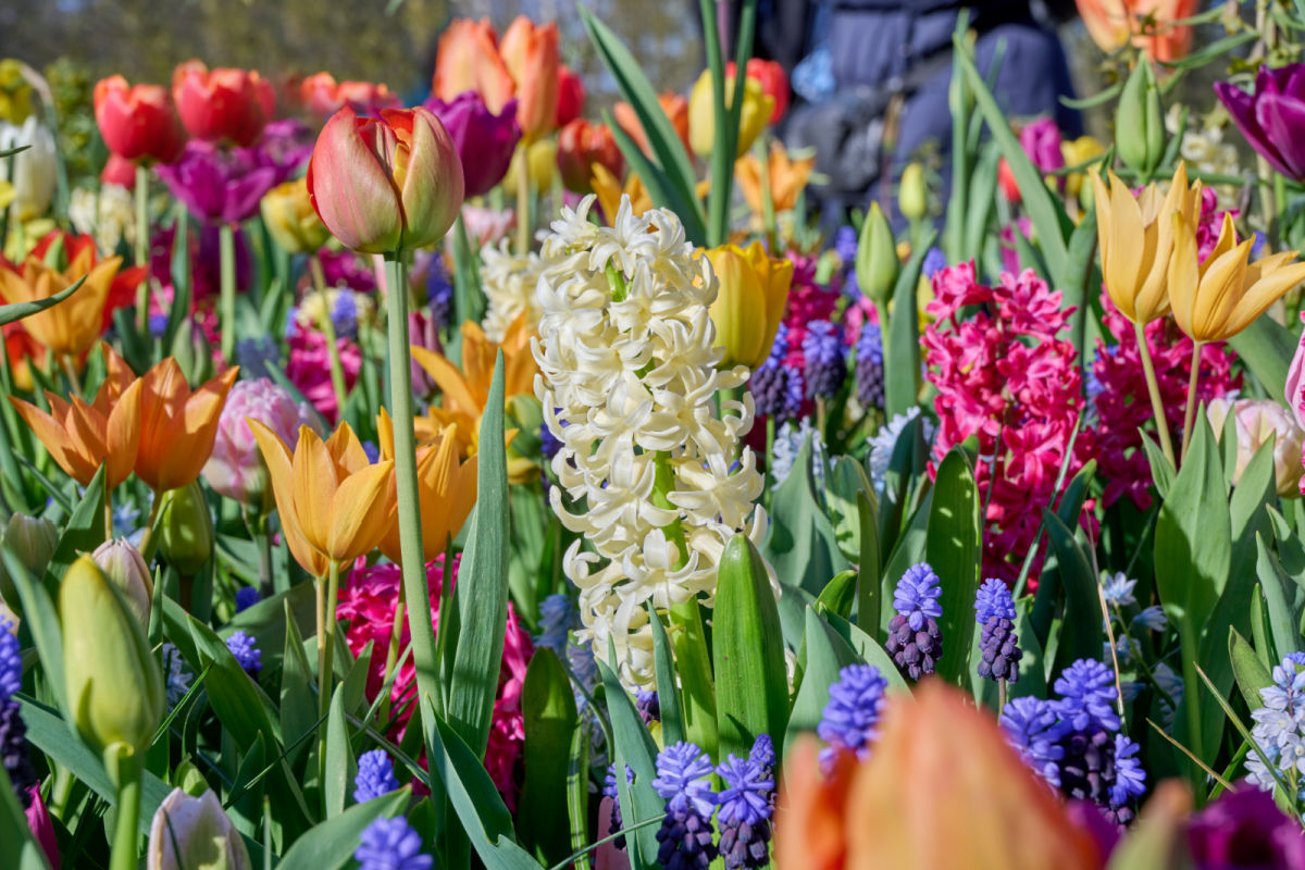 Pictures of bulbs to plant in fall blooming in a garden.