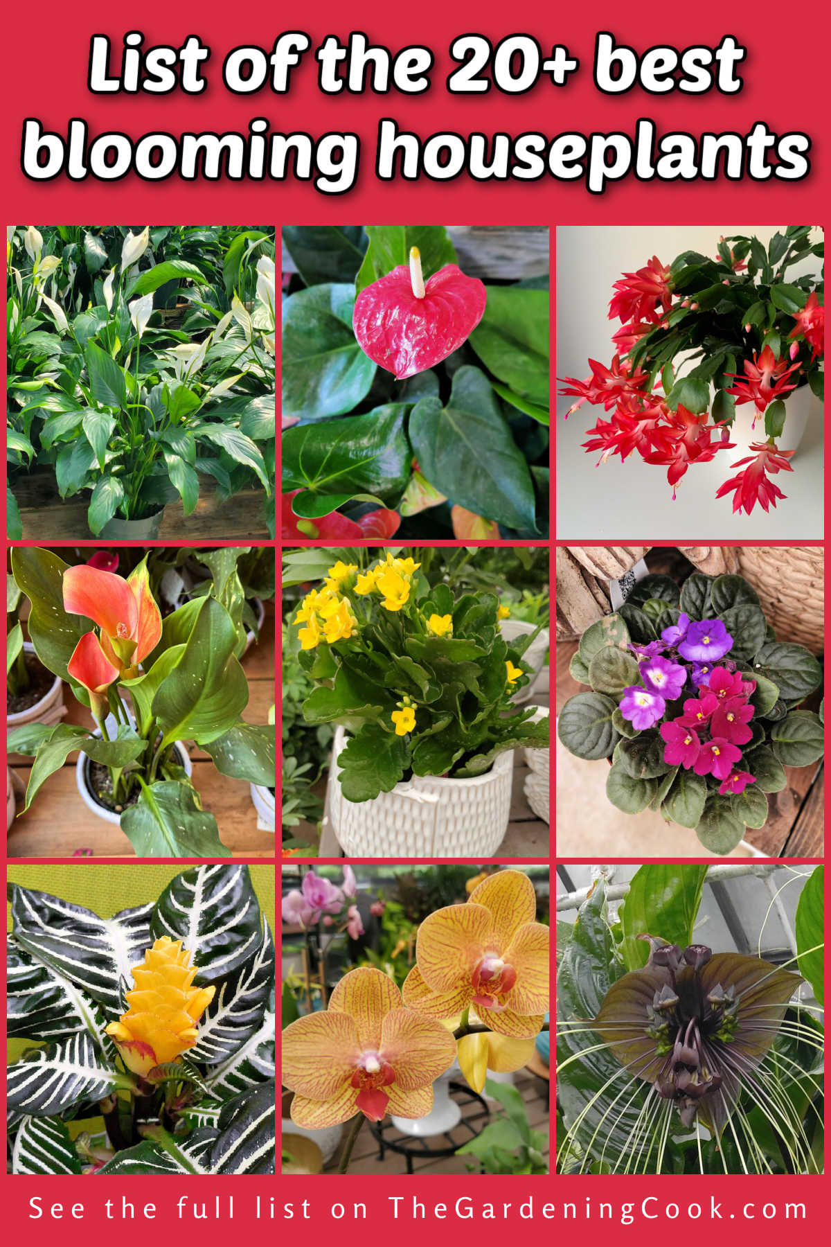 Get a List of the 20+ Best Blooming Houseplants Pictures of peace lily, anthurium, holiday cactus, cally lily, kalanchoe, African violet, zebra plant, moth orchid and black bat flowers. with text reading A list of the 20 best blooming houseplants.