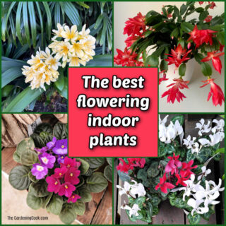 Flowers of clivia, holiday cactus, African violets and cyclamen with text reading The best flowering indoor plants.