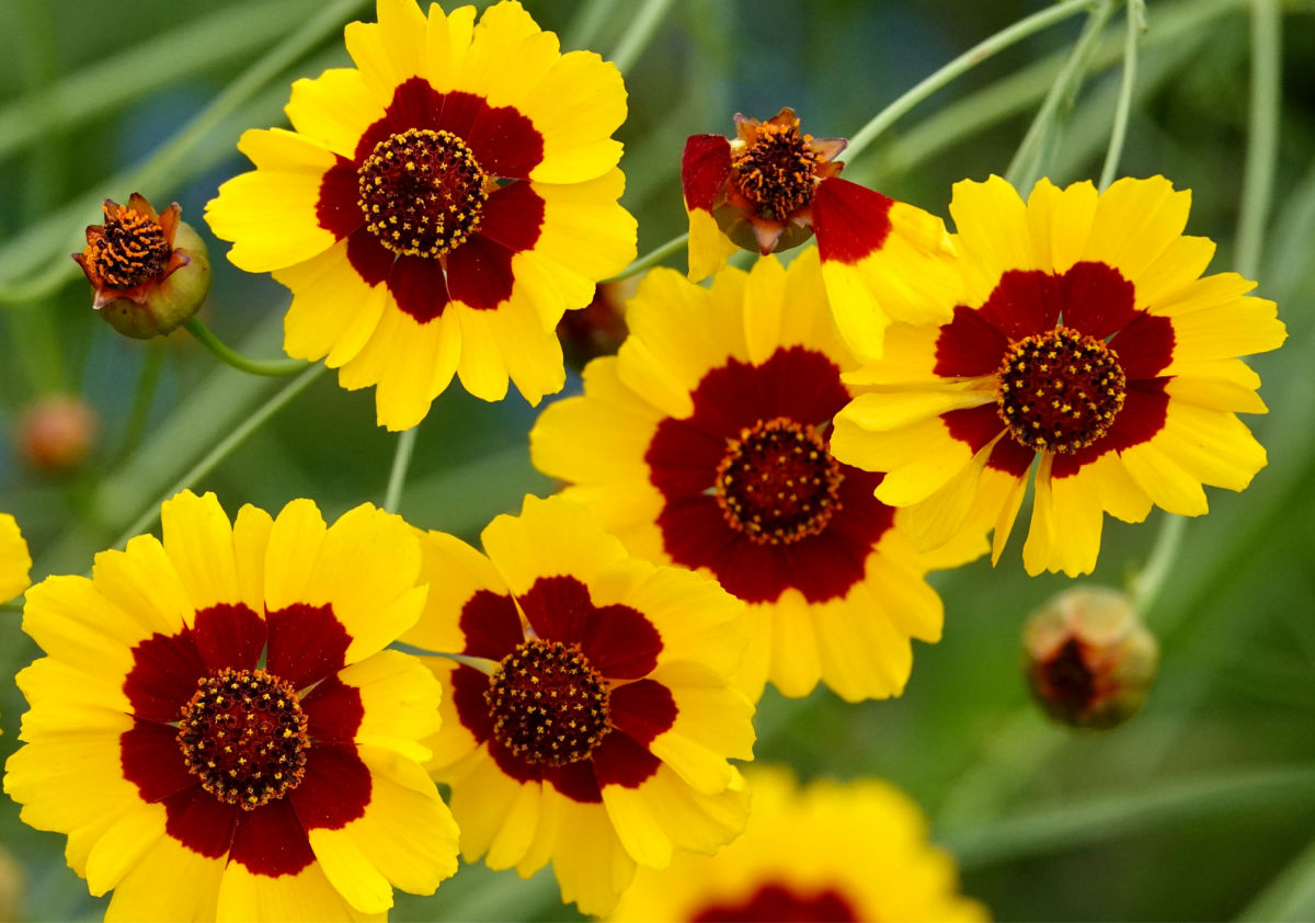 Fall perennial tickseed with yellow and rust colored flowers.