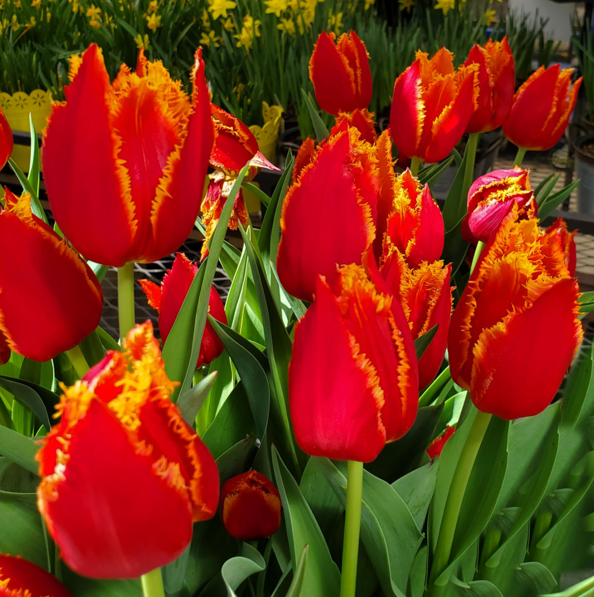 Frilly yellow and red tulip flowers.
