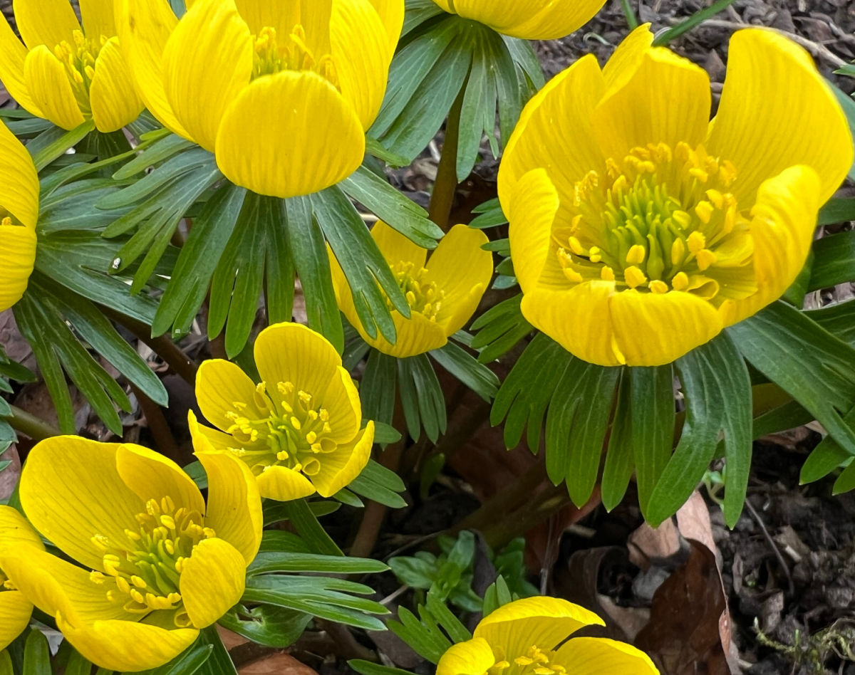 Winter aconite flowers in full bloom in spring.