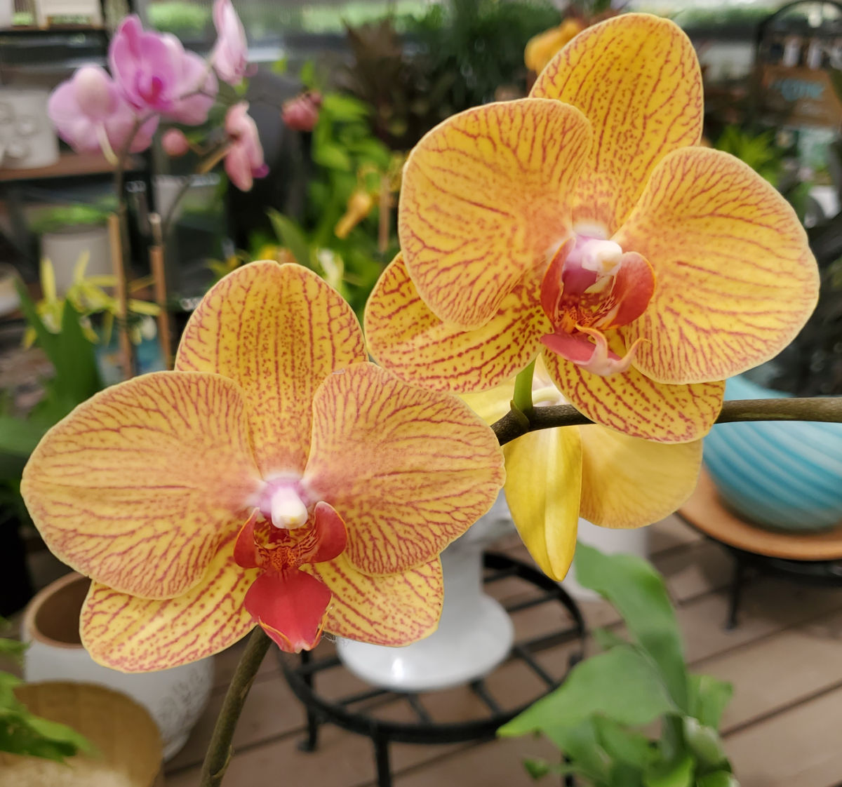 A yellow and red phalaenopsis orchid in a white pot on a small table.