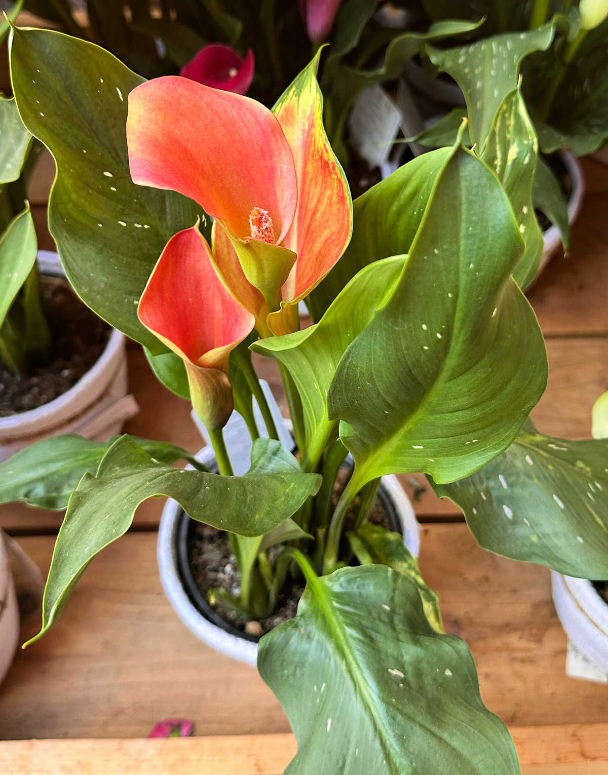An orange calla lily plant in a white pot on a wooden counter.