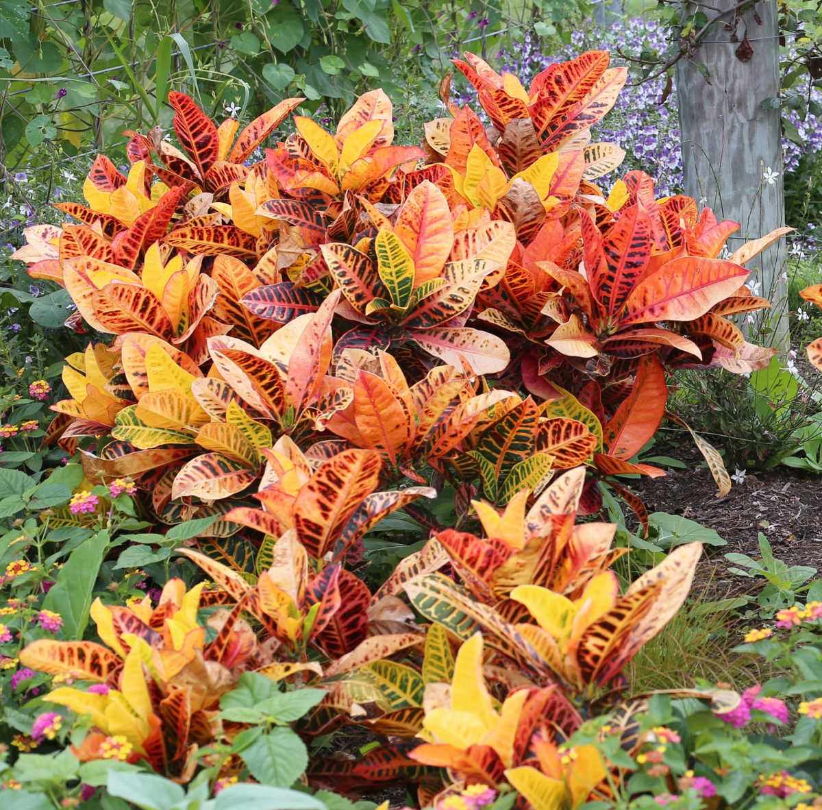 Colorful orange and red croton leaves adding color to a fall garden.
