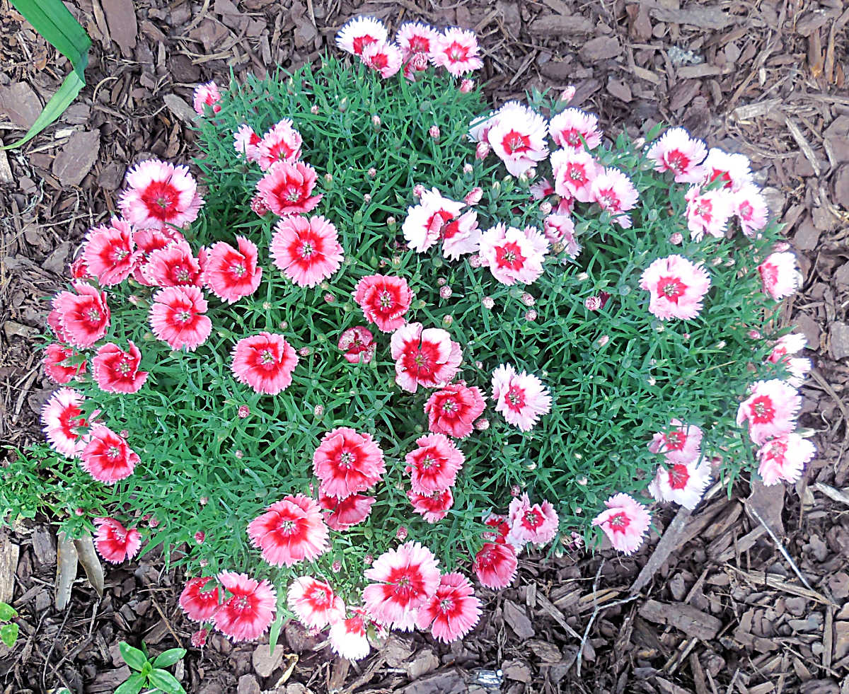 Pink and white flowers of dianthus, blooming in a fall garden.