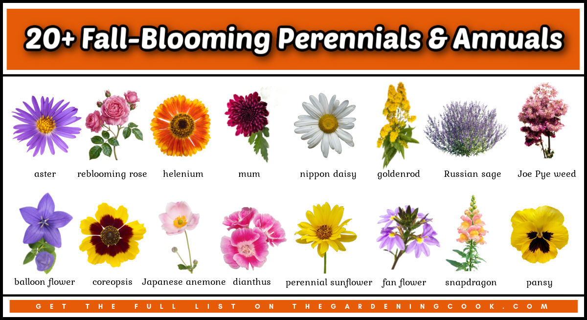 Pictures and names of fall-blooming perennials and annuals.