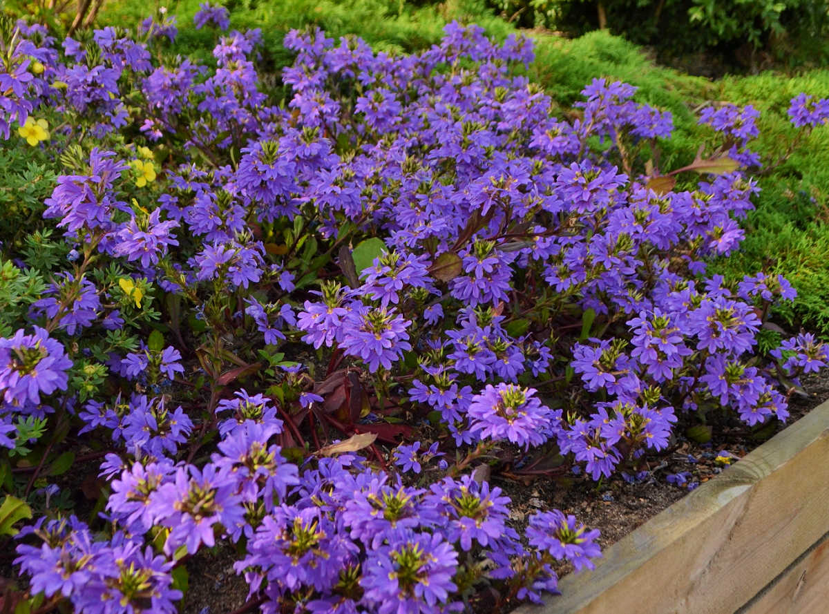 Pretty autumn flowers known as fan flowers.