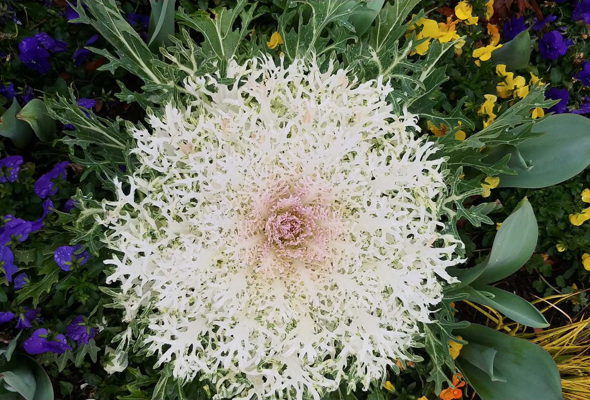 A cool-weather white flowering kale plant.