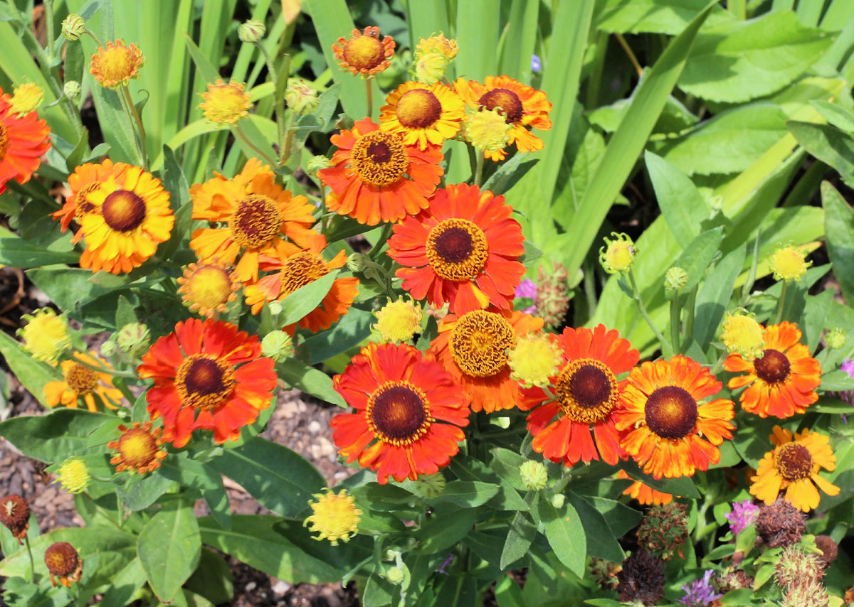 Orange late blooming flower Helenium autumnale.