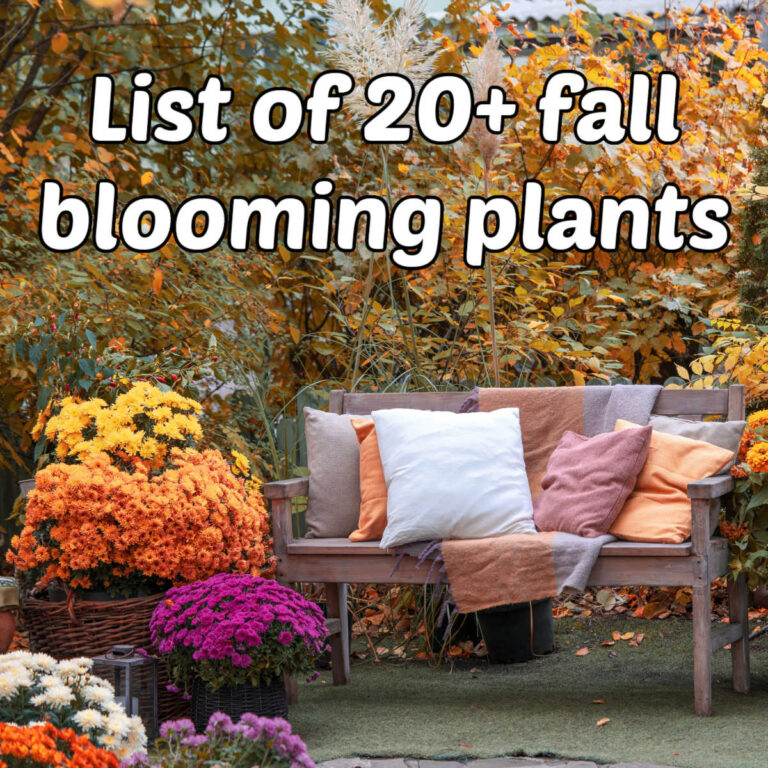 A bench with pillows and flowering plants in an autumn garden. Text overlay reads List of 20+_ fall-blooming plants.