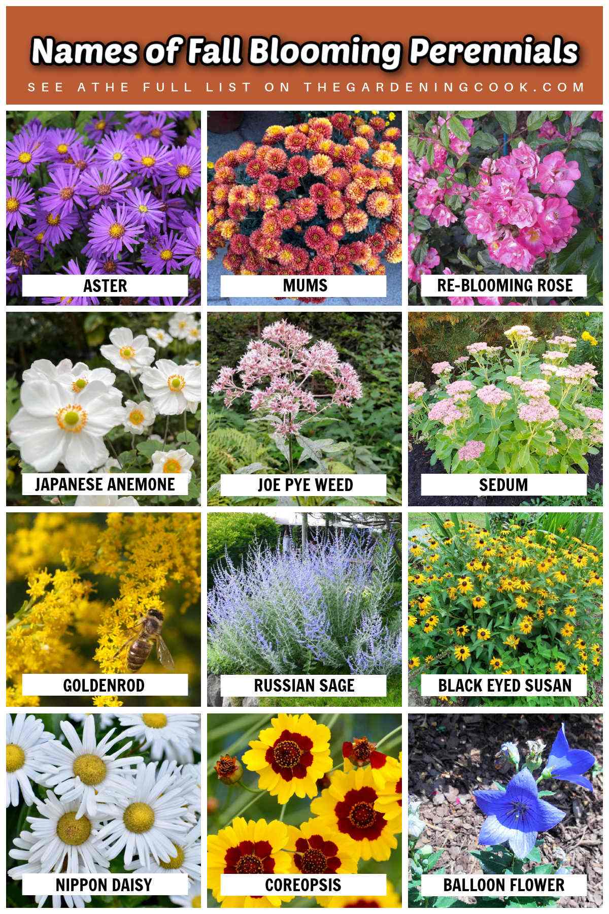 A collage with pictures and names of fall-blooming perennials.