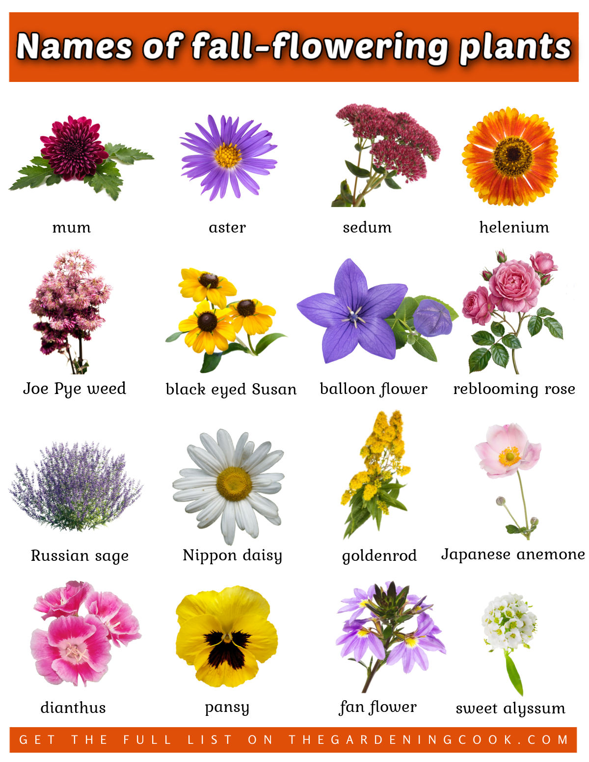 A printable showing pictures and the names of fall-flowering plants.