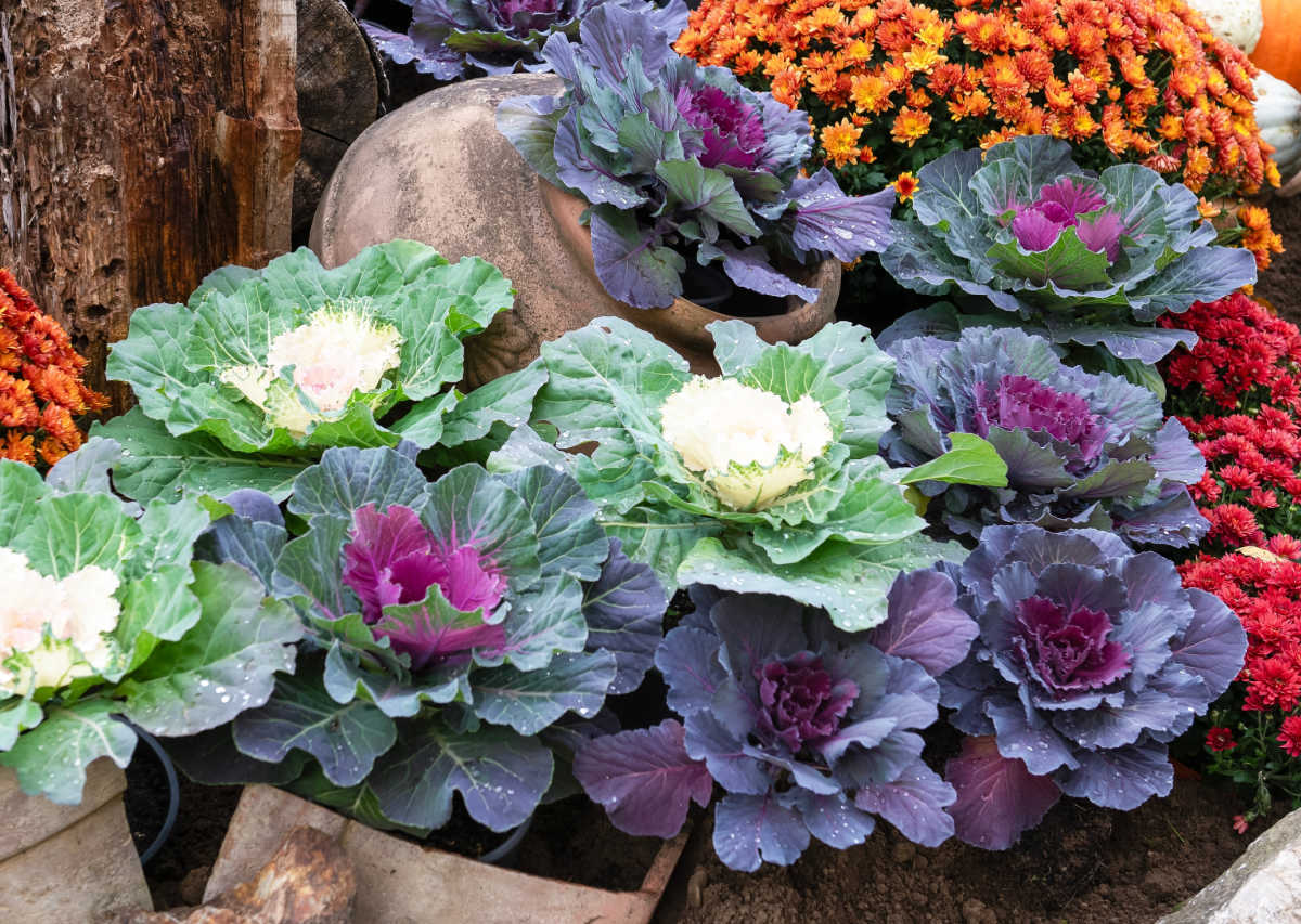 A display of ornamental cabbage and flowering kale in autumn.