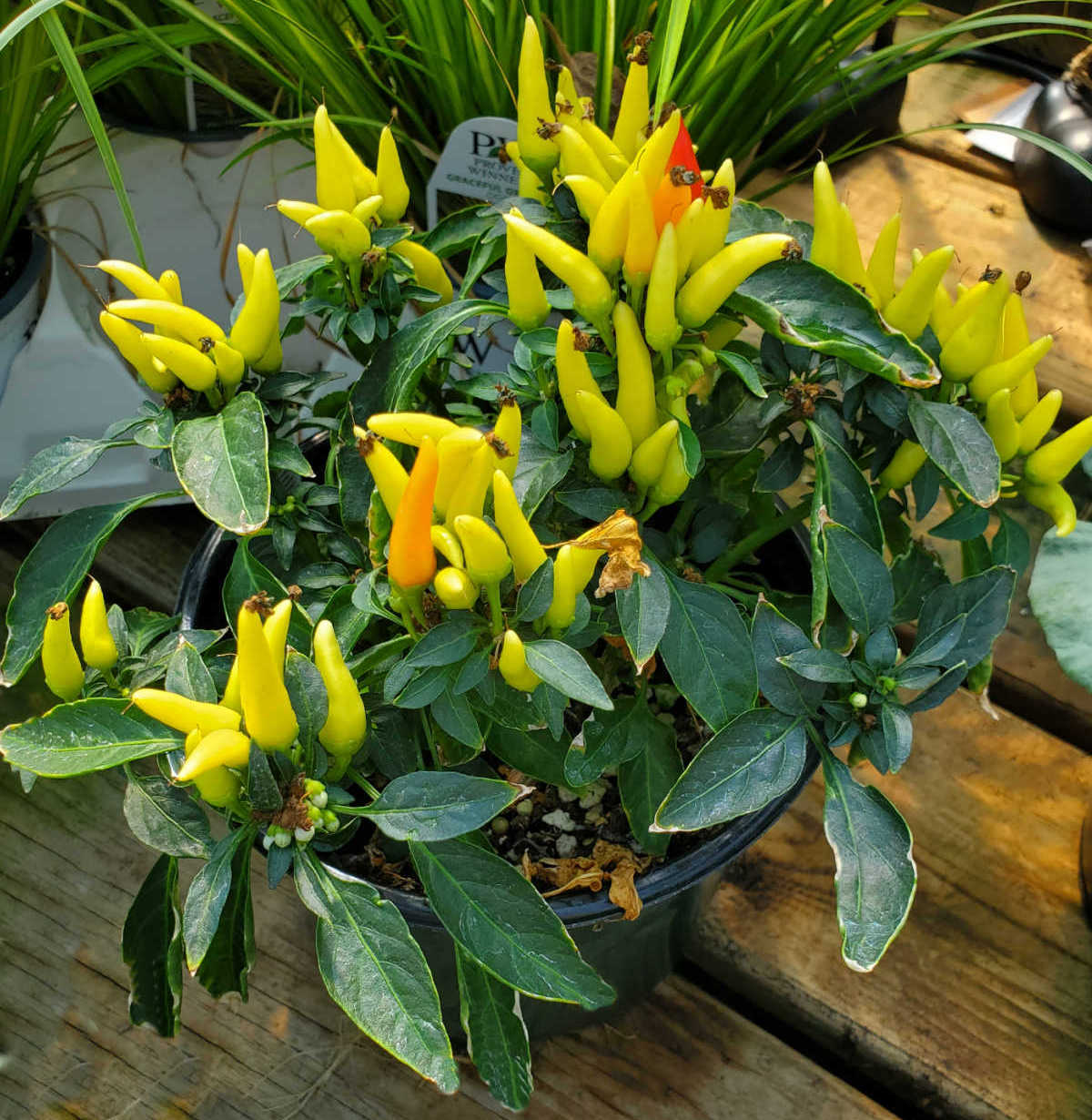 Ornamental pepper plant with small yellow peppers.