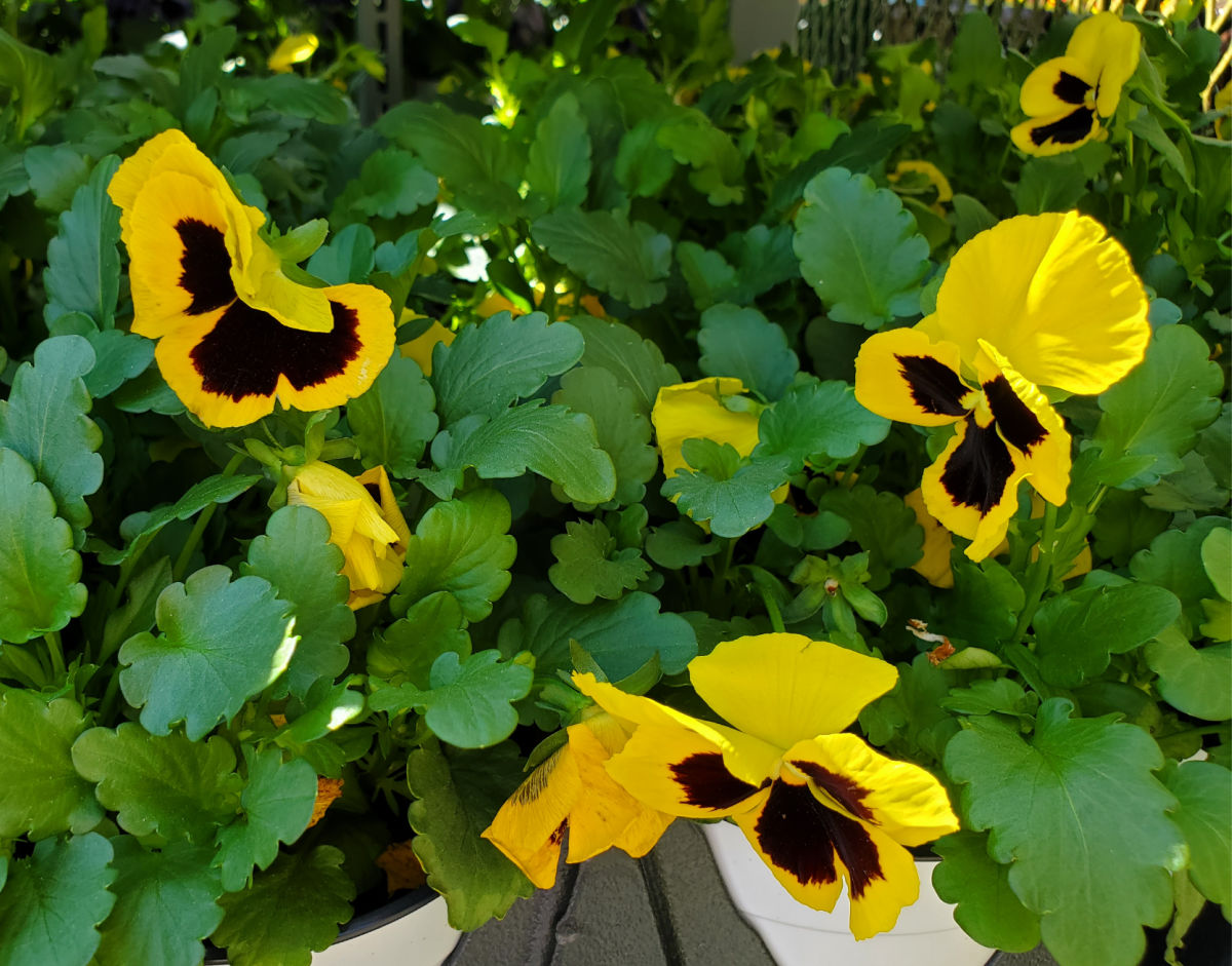 Cheerful black and yellow pansy flowers - a cool-season annual.