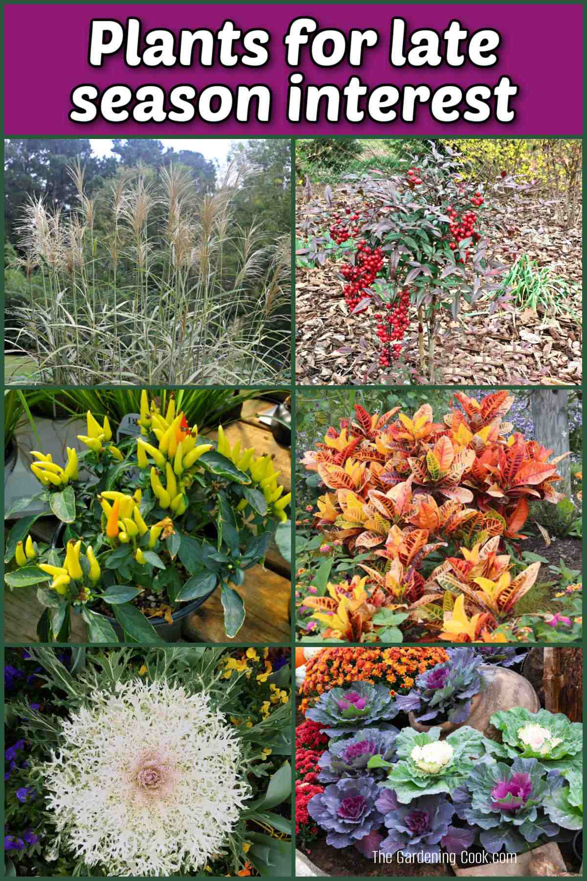 Pictures of ornamental grass, nandina, ornamental pepper, croton, flowering kale and ornamental cabbage. Purple text box reads Plants for late season interest.
