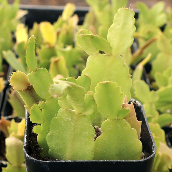 Schlumbergera truncata - Thanksgiving Cactus [limited]