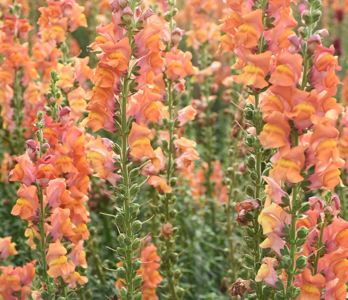 Pretty orange snapdragons blooming in a fall garden.