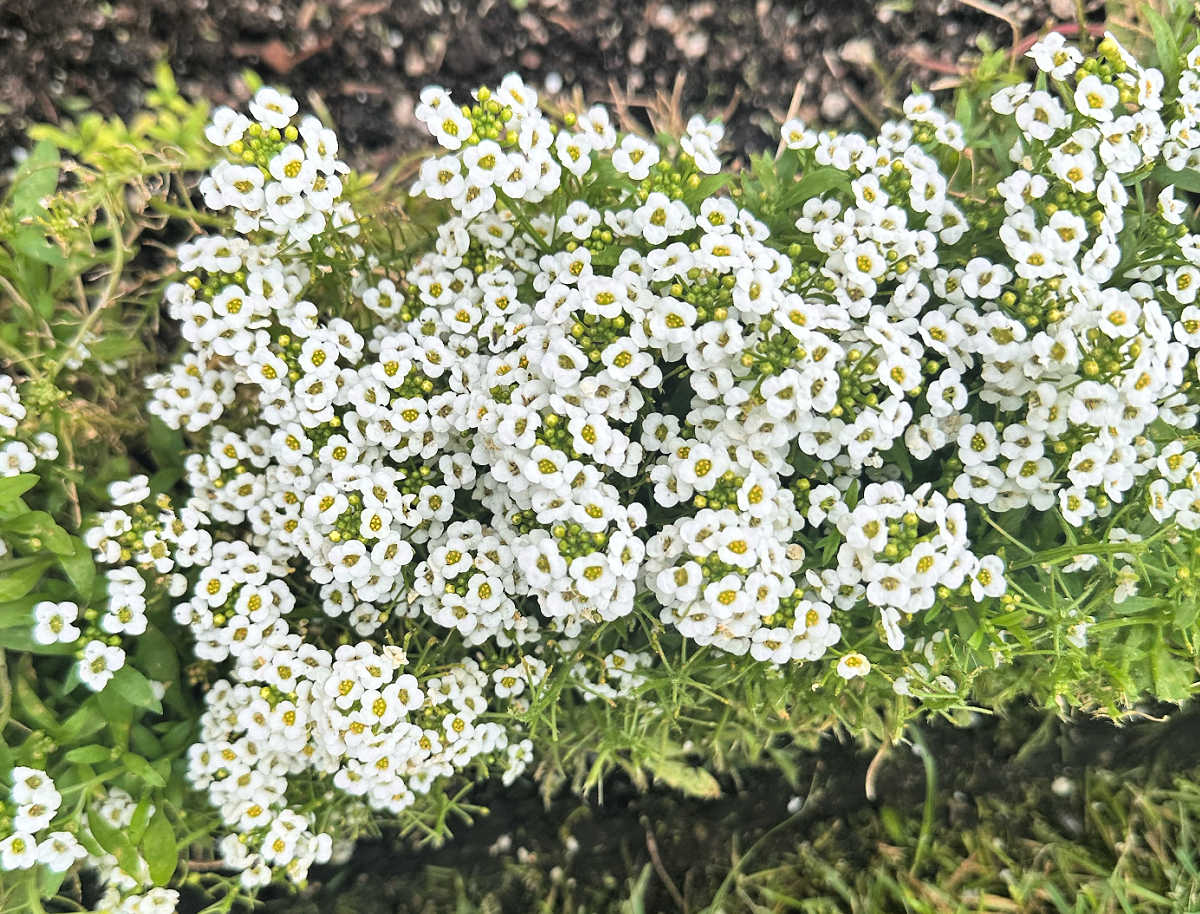 Sweet alyssum an annual flower that blooms in fall.
