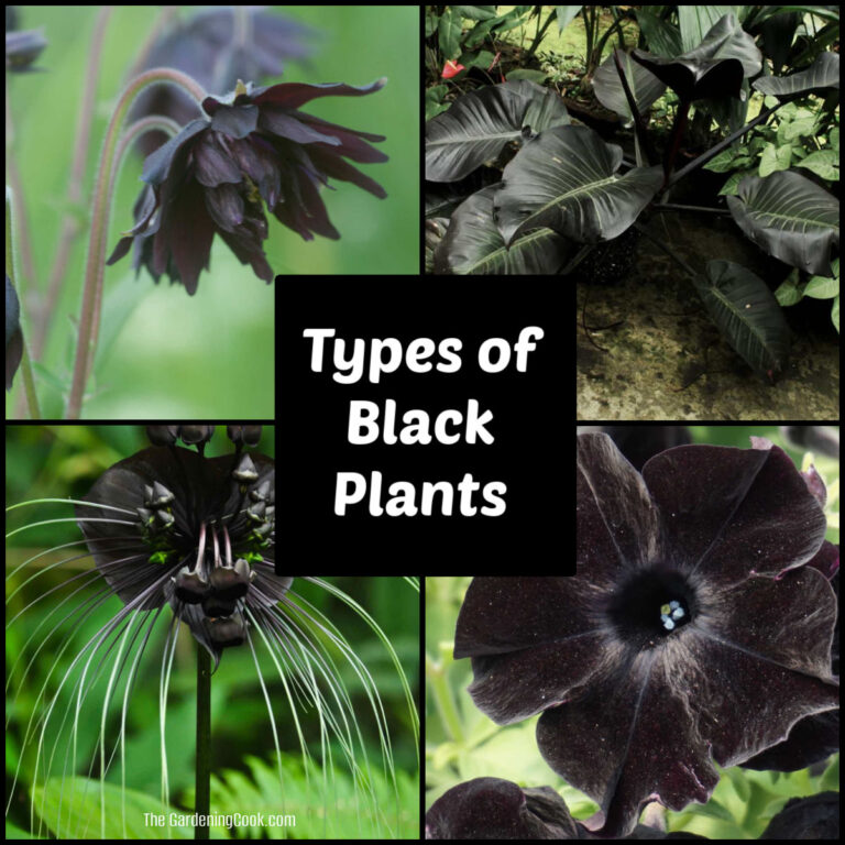 A collage featuring four different types of black plants.
