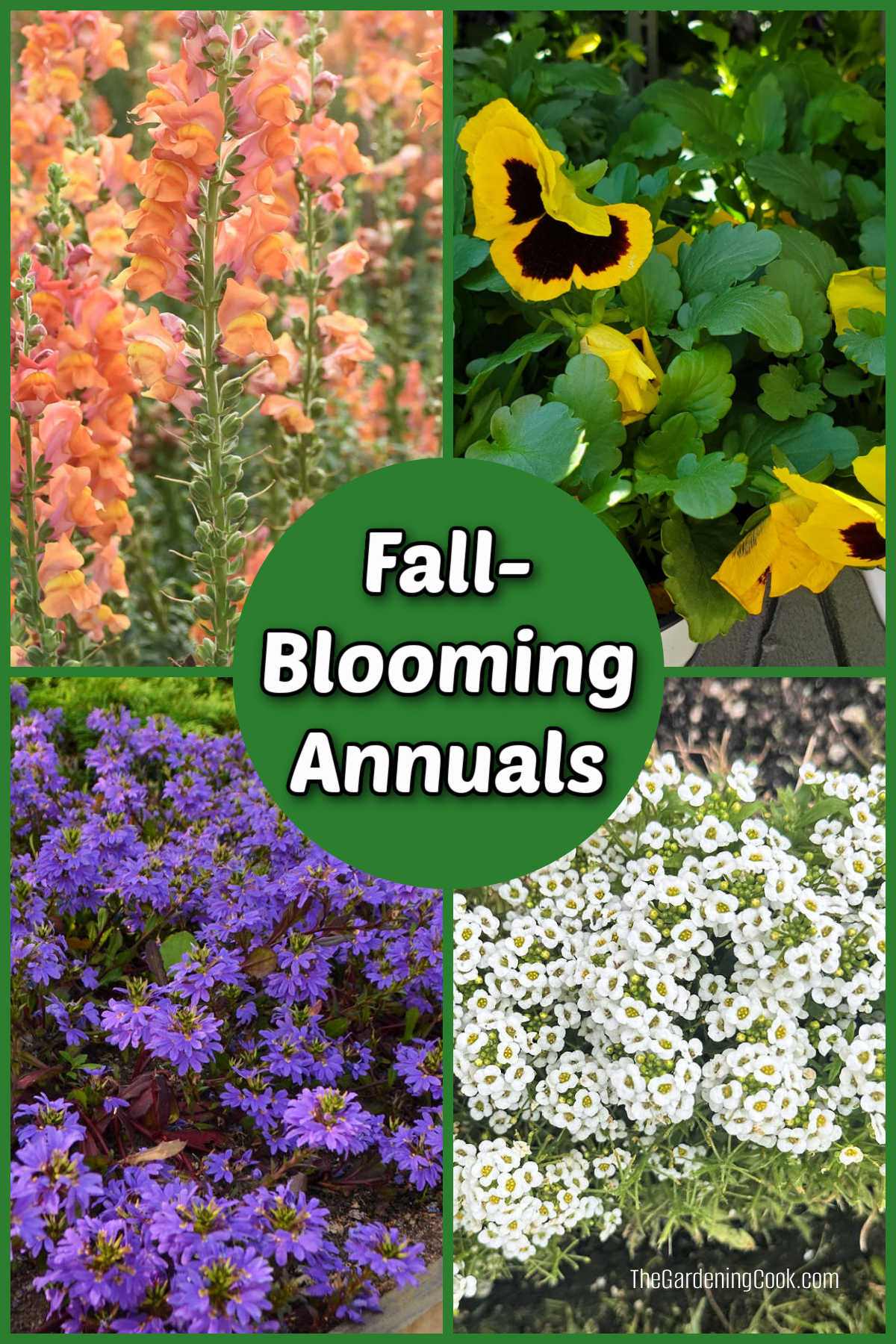 Pictures of snapdragons, pansies, fan flowers and sweet alyssum. Green text box reads fall blooming annuals.